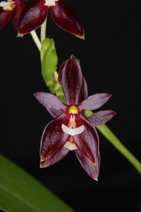 Phal. cornu-cervi Sapphire's Ruby AM 84 pts